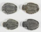 Lot: / Elrathia Trilobite Molt Fossils - Pieces #79024-2